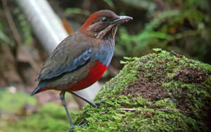 The Philippines birding tours