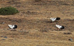 China birding tours