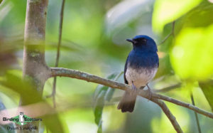 Southern India, Western Ghats and Nilgiri birding tours