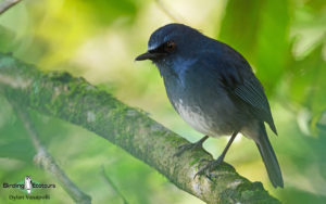 Southern India, Western Ghats and Nilgiri birding tours