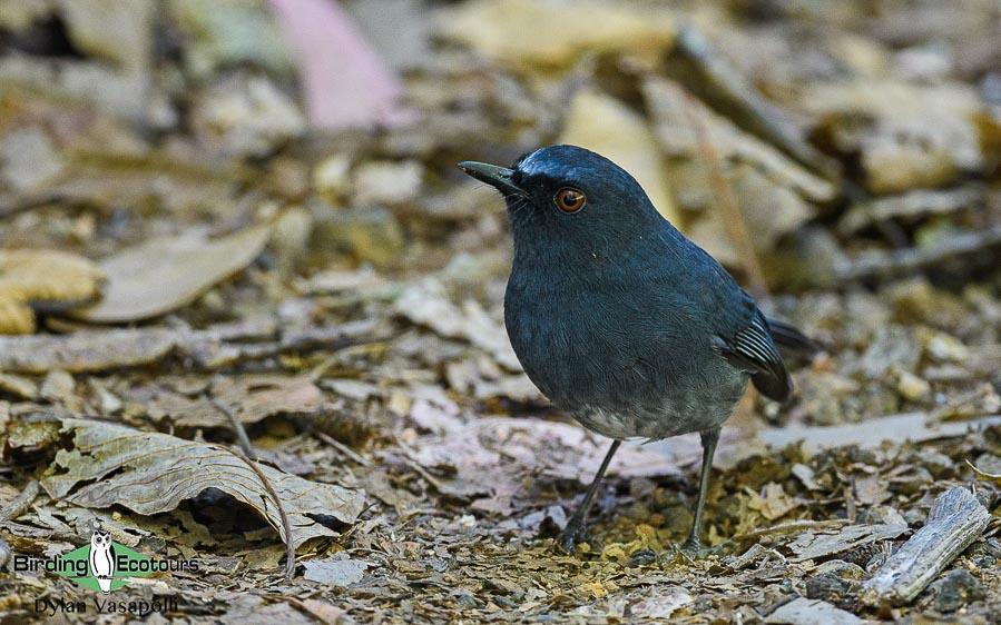 Western Ghats and Nilgiri birding tours