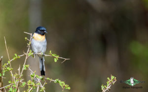 Northwest India birding tours