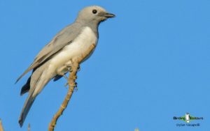 Victoria Falls birding tours