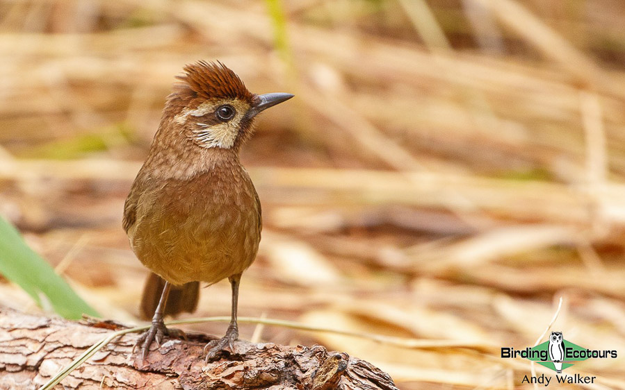 Yunnan birding tours