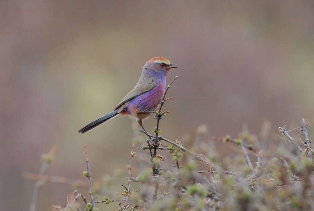 China birding tours