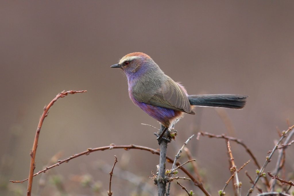 Qinghai birding tours