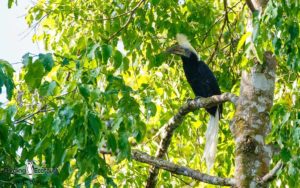 Southern Thailand birding tours