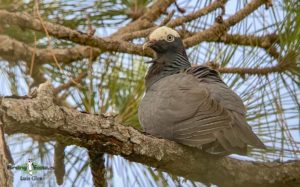 Florida birding tours