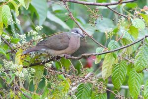 The Philippines birding tours