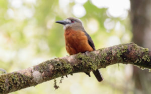 Colombian birding tours