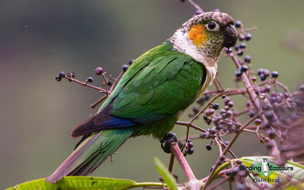 Southern Ecuador birding tours