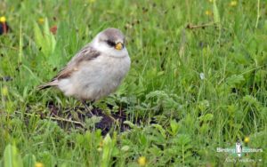 Qinghai birding tours