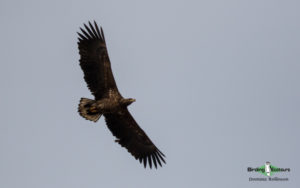 Bulgaria winter birding tours