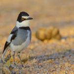 Namibia, Okavango and Victoria Falls birding tours