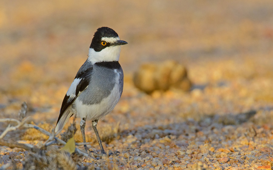 Namibia, Okavango and Victoria Falls birding tours