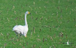 Bulgaria winter birding tours