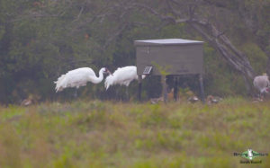 Texas birding tours