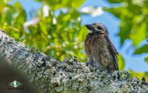 Victoria Falls birding tours