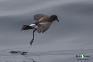 Maine birding tours