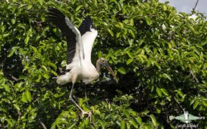 Florida birding tours