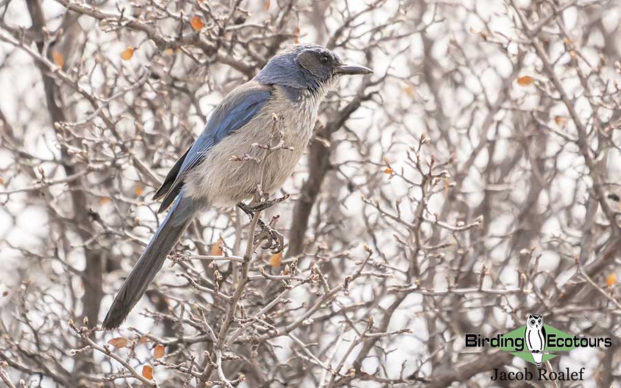 Colorado birding tours