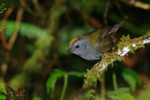 Costa Rica specialties birding tour