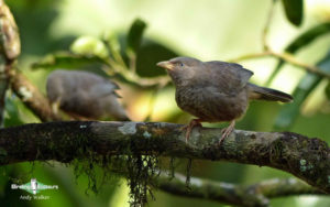 Sri Lanka birding tours