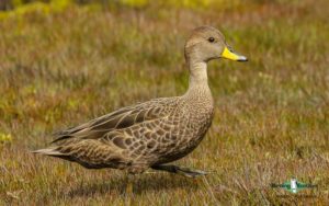 Antarctica birding tours