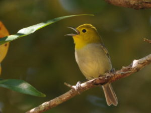 Cuban birding tours