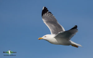 Bulgaria winter birding tours