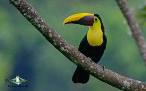 Costa Rica specialties birding tour