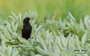 Machu Picchu birding tours