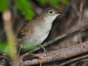 Cuban birding tours