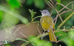 Zimbabwe and Mozambique birding tours