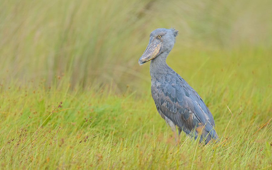 Uganda birding tours