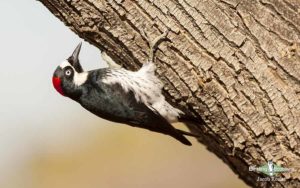 Northern Arizona birding tours