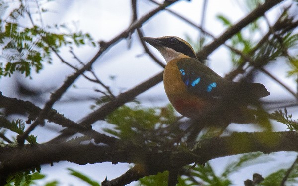 Malawi trip report