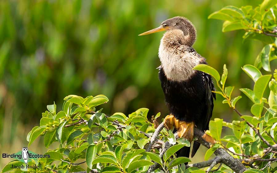 Florida Birding Trip Report