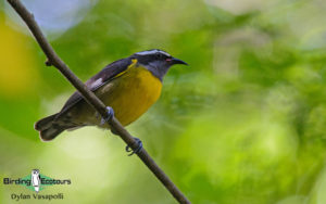 Central and Eastern Panama birding tours
