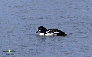 Iceland birding tours