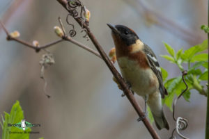 Ohio birding tours