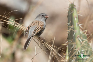 Arizona birding tours