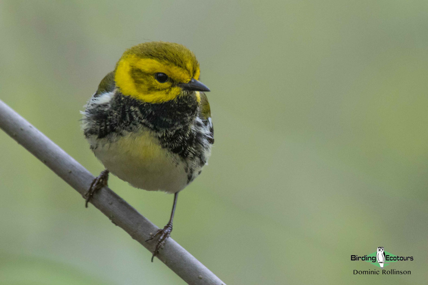 Ohio Birding Tour Eastern Warblers & Spring Migration Spectacular