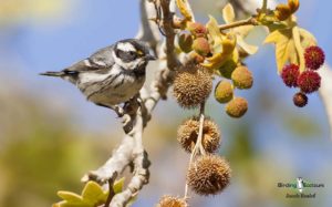 Northern Arizona birding tours