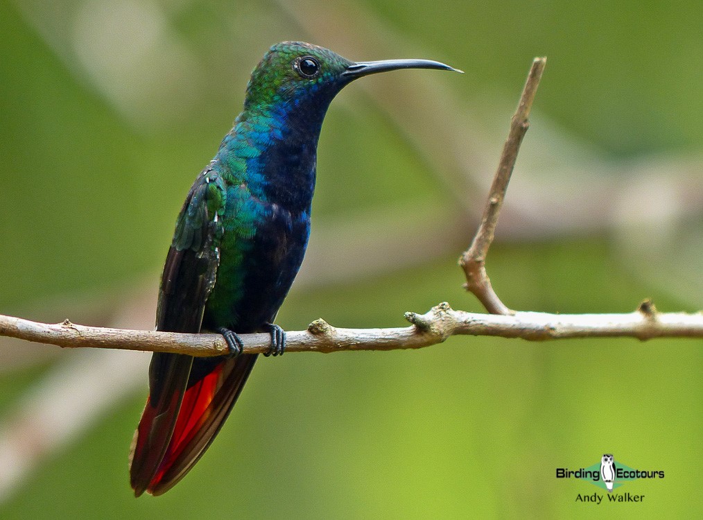 Panama birding tours