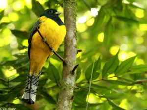 Southeast Brazil - Atlantic Rainforest birding tours