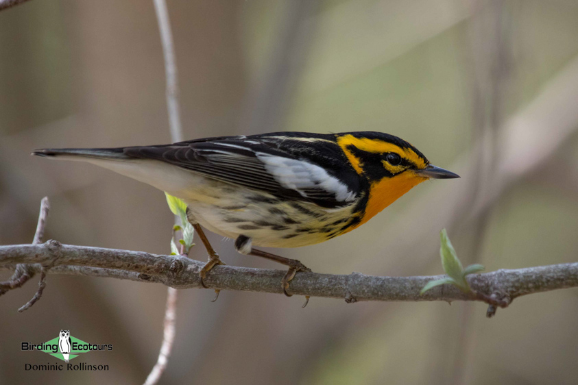 Ohio Birding Tour: Eastern Warblers & Spring Migration Spectacular