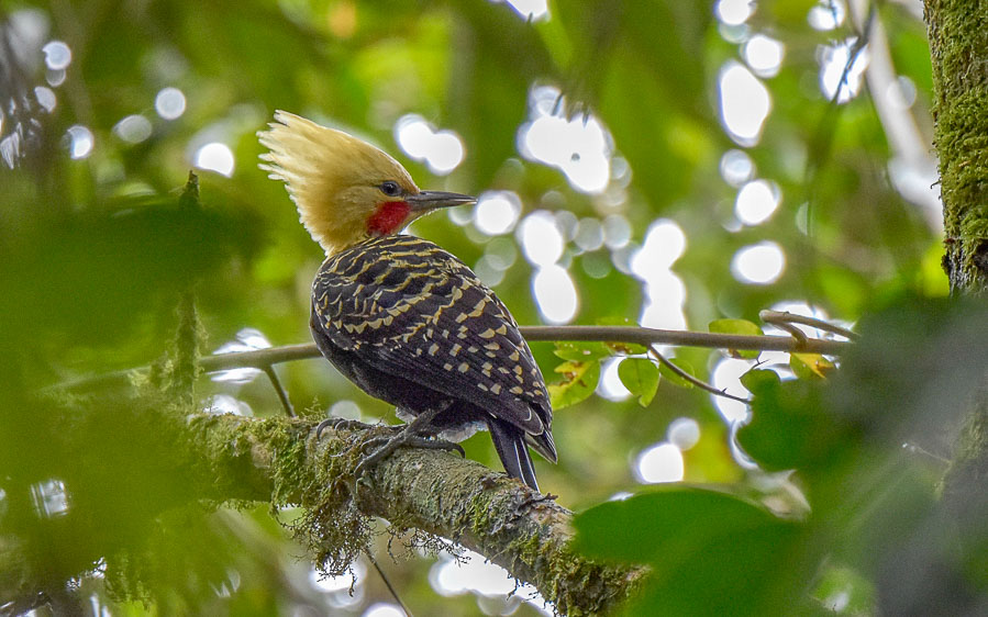 Southeast Brazil - Atlantic Rainforest birding tours