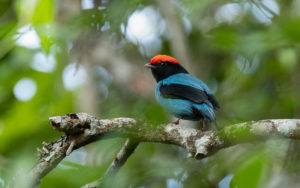 Southeast Brazil - Atlantic Rainforest birding tours