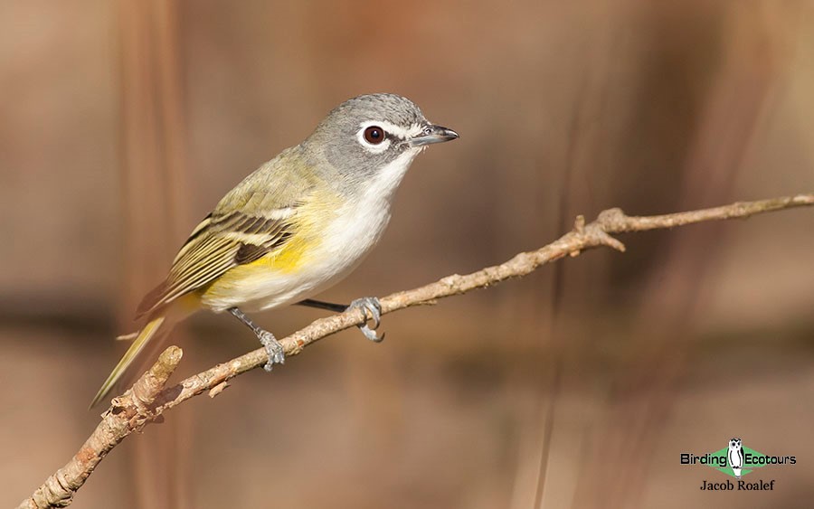 Ohio birding tours